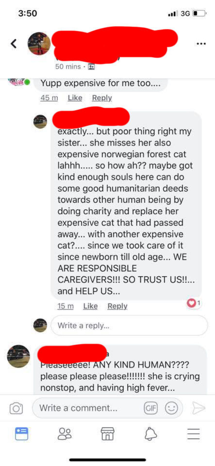 She wants an expensive cat, and she wants it now.