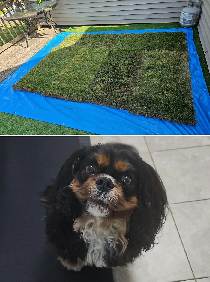 "Dog Needs Hip Surgery, We Live On 2nd Floor. Made Him A Sod Green Roof On The Deck So I Don't Need To Carry Him Up And Down The Stairs For 6 Weeks. (Swipe For Dog)"