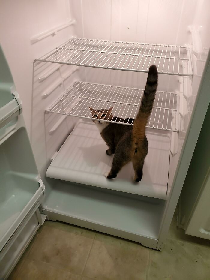 29. Whose Fridge Is This?