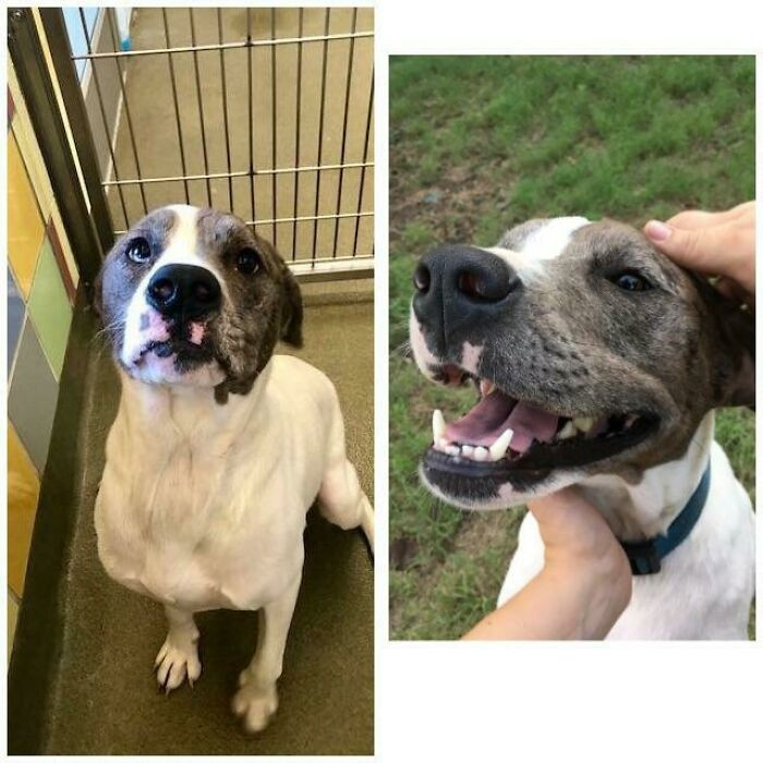 "My Next-Door Neighbors Abandoned Their Dog And Got A New Puppy"