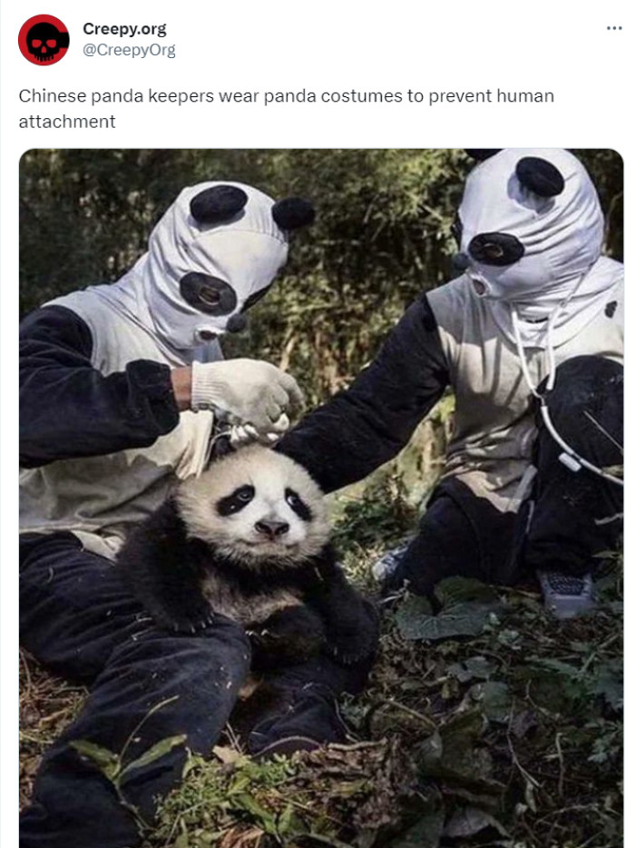 5. That panda doesn't seem fooled, but maybe being horrifying human-pandas also works to avoid attachment