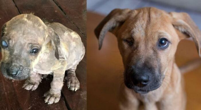 "Adopted This Little Dude While On Vacation In Mexico"