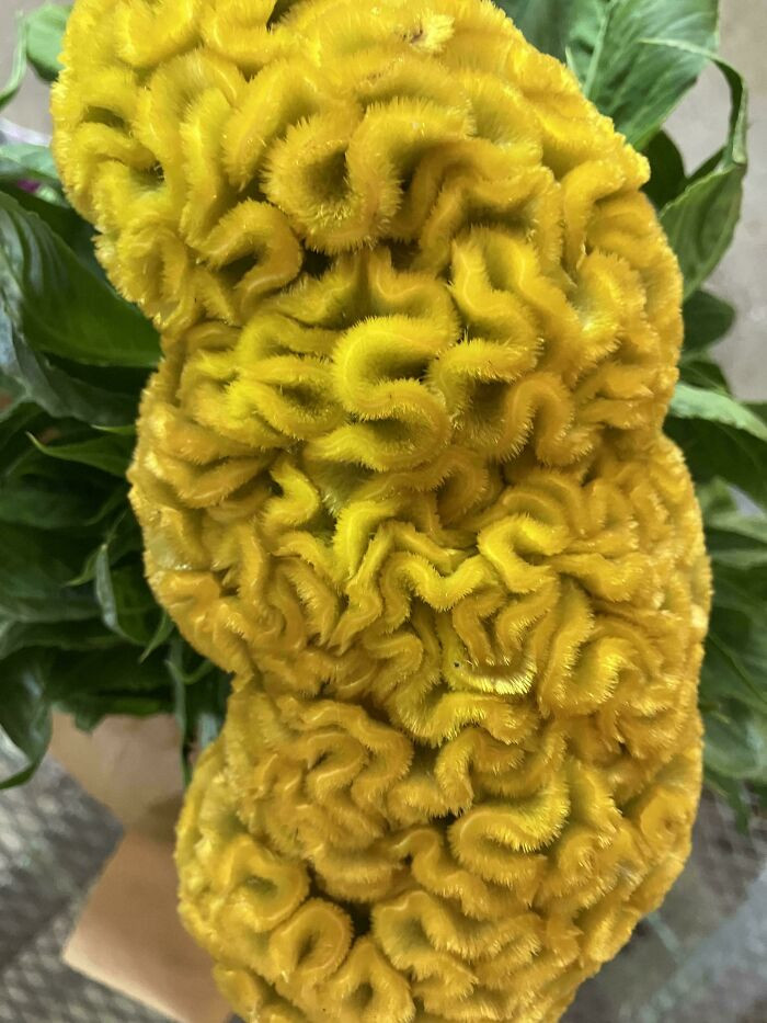 "Cockscomb Gone Crazy"