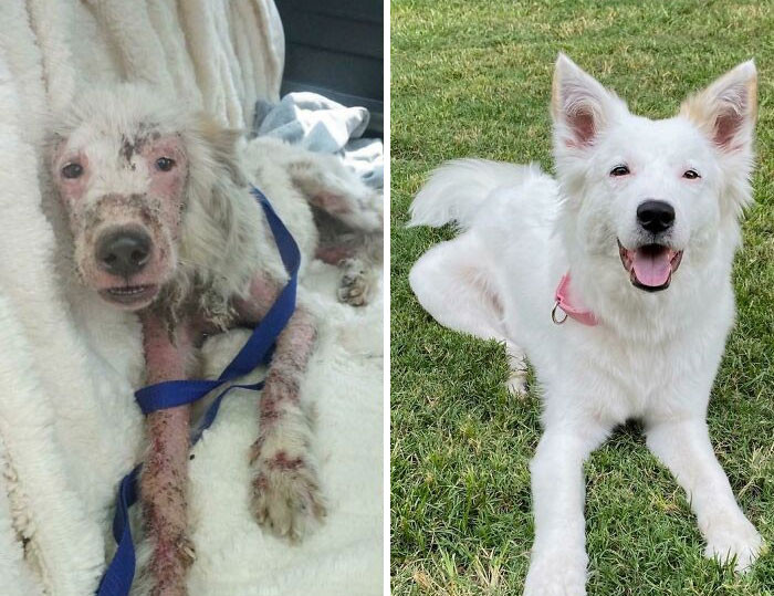 "My Foster Dog’s 2 Month Glow Up"