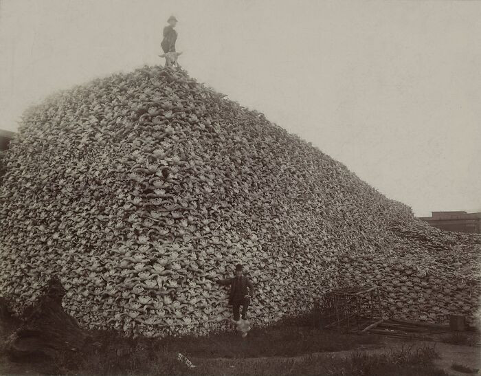 "Bison Skull Pile"