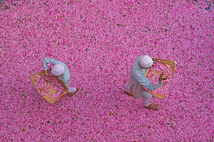 Colour Spread From The Series 'Aroma Story' By Somenath Mukhopadhyay