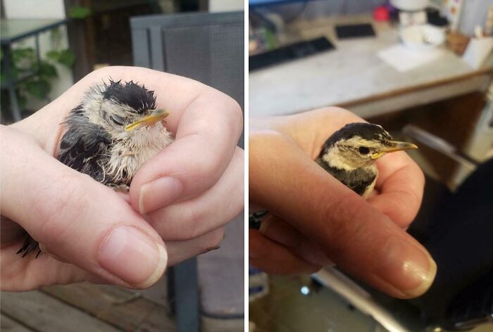 "The Difference In Appearance Of This Nuthatch After I Found It vs. After A 2 Hour Nap In A Shoebox"