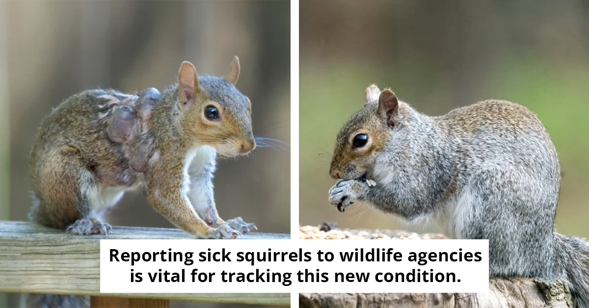 Experts Alert: Infected 'Zombie' Squirrels with Warts Found in the US