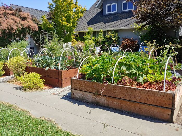 A practical vegetable garden.