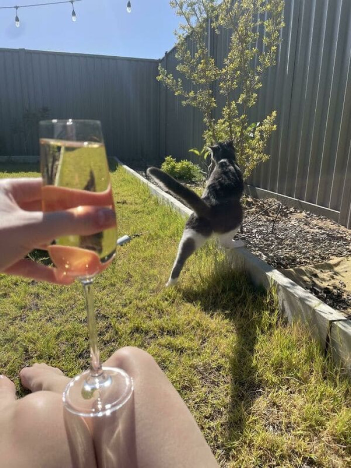 18. Boss told me, after massively overworking me, that if I want to play in his sandpit, I need to toughen up. I told him I don’t want to play in the sandpit; I want time to lay on the lawn with my cats. He told me to take my cats and f*ck off. He was bluffing. I wasn’t. I quit! Coming at you from my lawn!