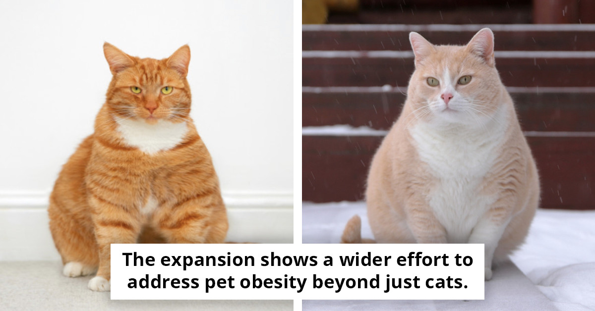 US Firm Aims to Address Feline Overweight Concerns with Innovative Cat Weight Reduction Medication