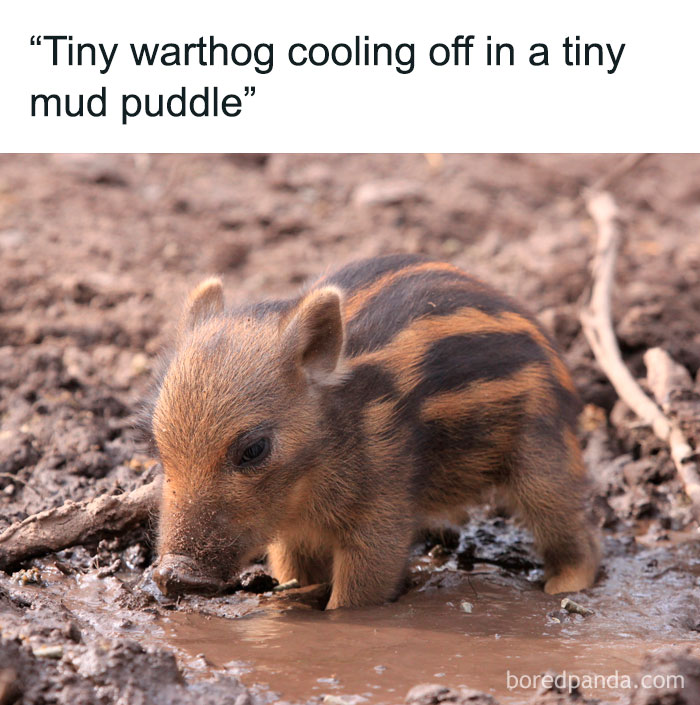 20. Blessed Baby Hog :)