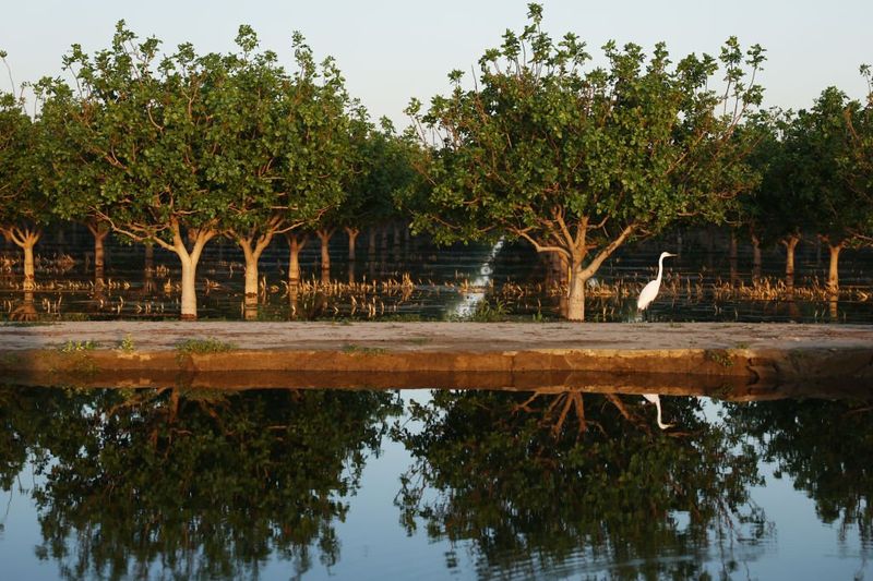 The lake’s return has ushered in the comeback of numerous species, including a variety of wetland birds.