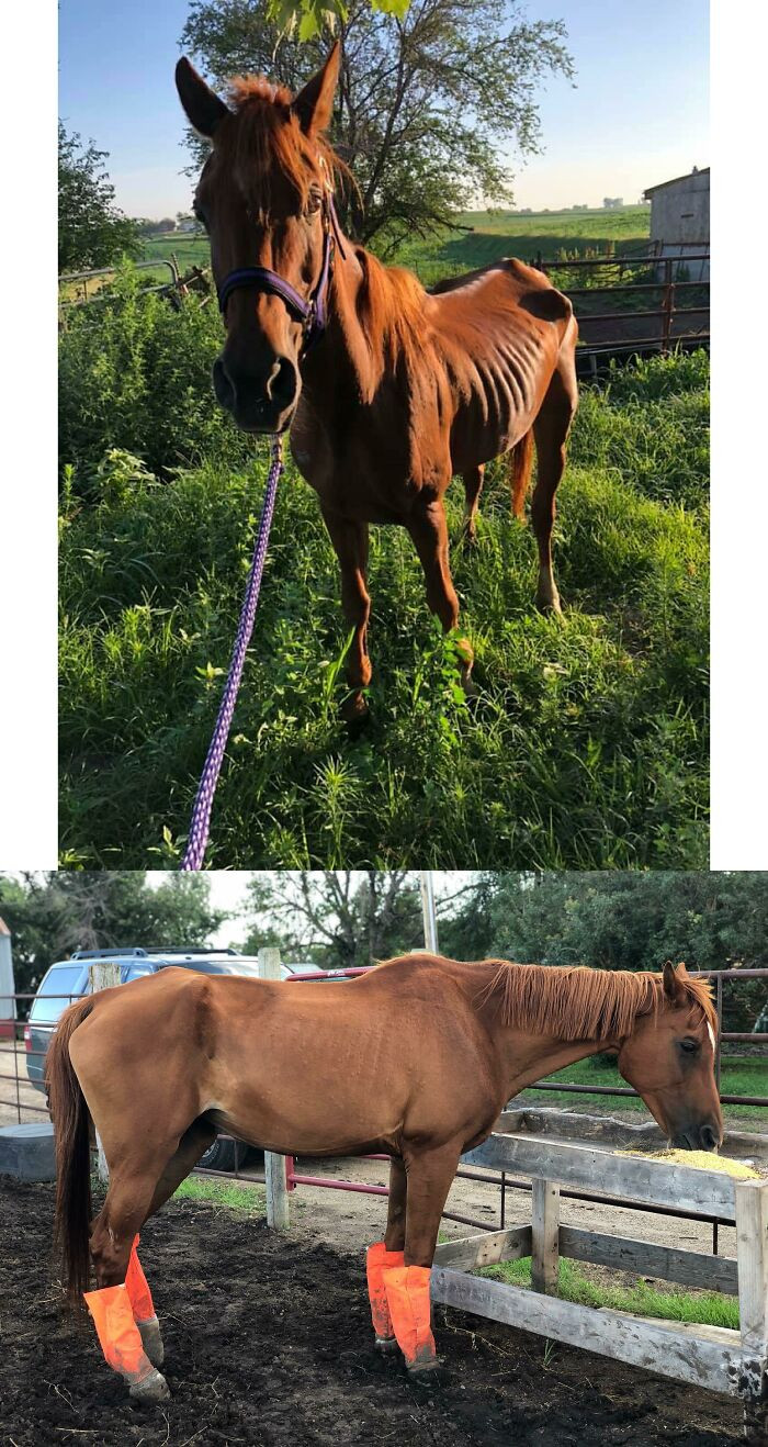 "Rescue Arab, She's 24 And Was Starved By Her Owners. July 12 To Now Progress Picture!"