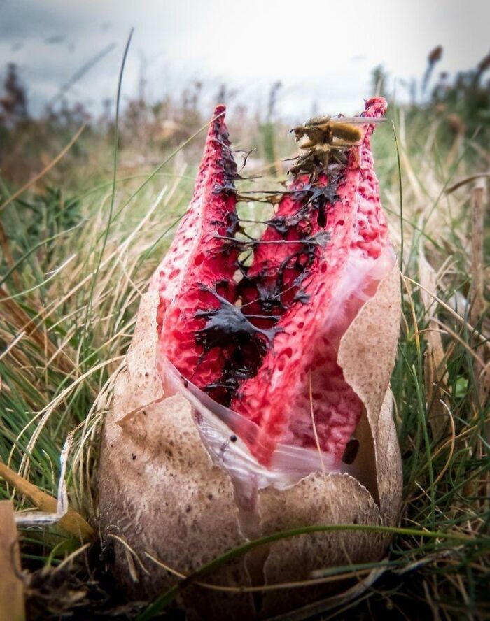 "The Clathrus Archeri Fungus Resembles Alien Tentacles Sprouting From An Egg"