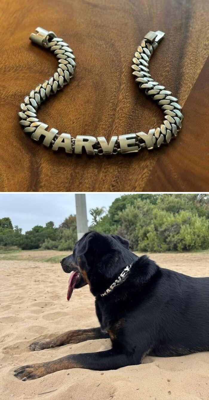 "Designed And Printed My Dog A Custom Stainless Steel Dog Collar"