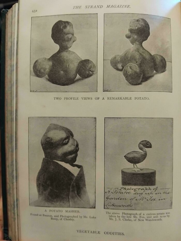 "Vegetable Oddities, Strand Magazine April 1893"