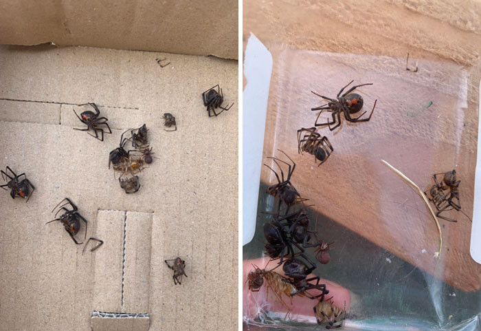 17. Having acquired a minivan from a friend a few weeks back, he found himself dealing with persistent spiderweb issues inside the vehicle. To address this problem, he decided to use a bug bomb and made an interesting discovery in the process.