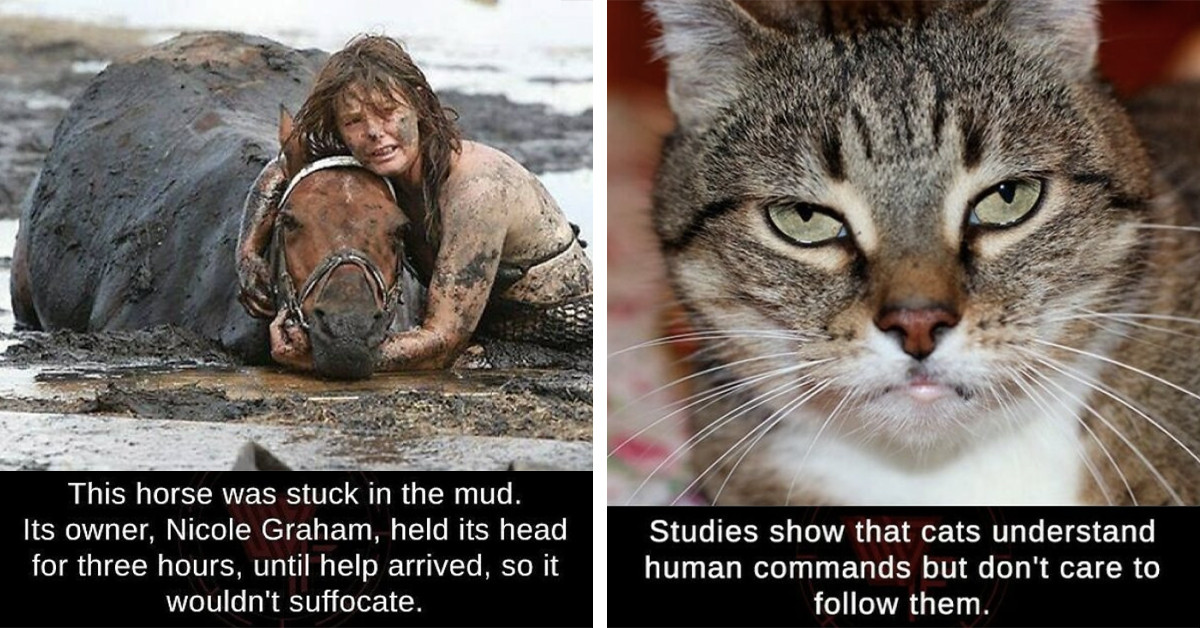 60 "Weird" Facts They Won't Teach You In School