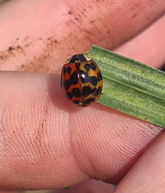 "Someone From Entomology Said This Would Be Liked Here"