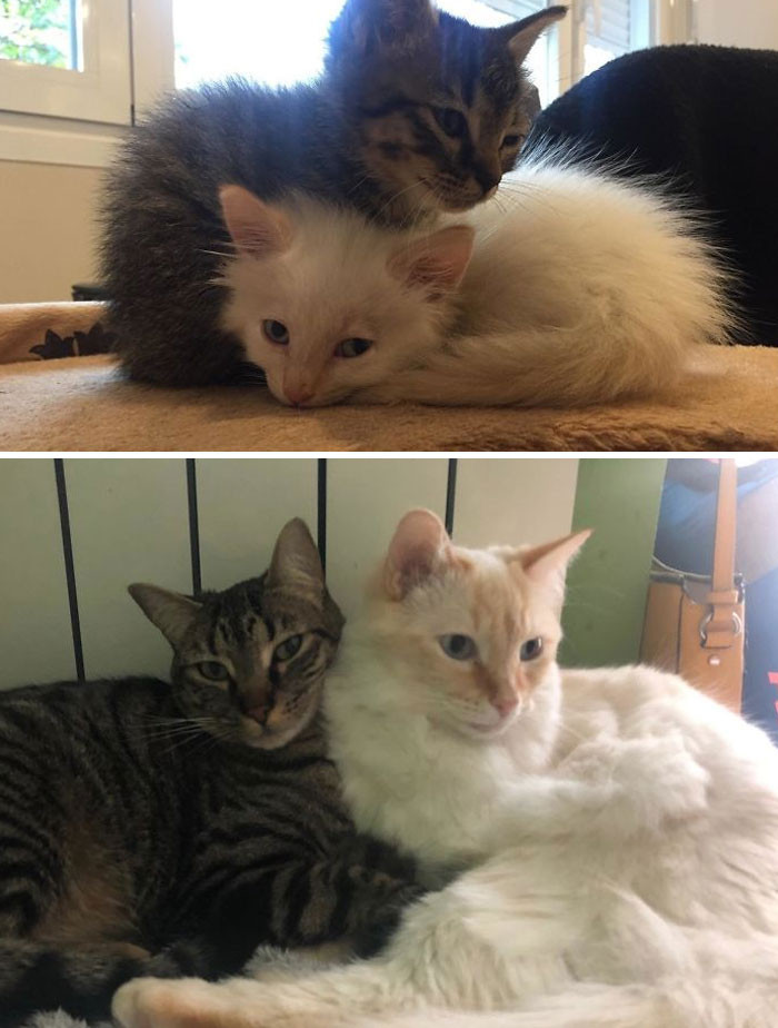 "These Two Cat Brothers Were Rescued From The Street And They Are As Inseparable Today As They Were The Day I Found Them"