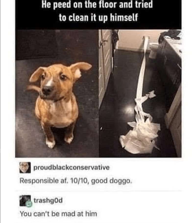 14. When you raised your dog well.