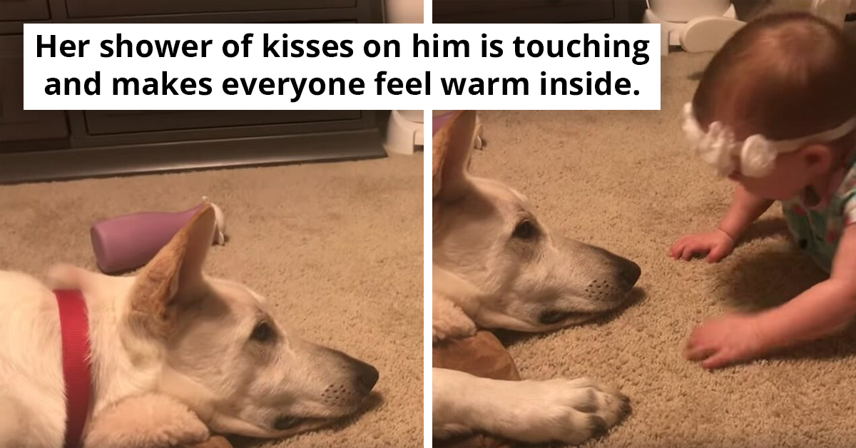 Baby Girl Showering Her Dog With Nose Kisses - Watch The Dog's Heartwarming Reaction