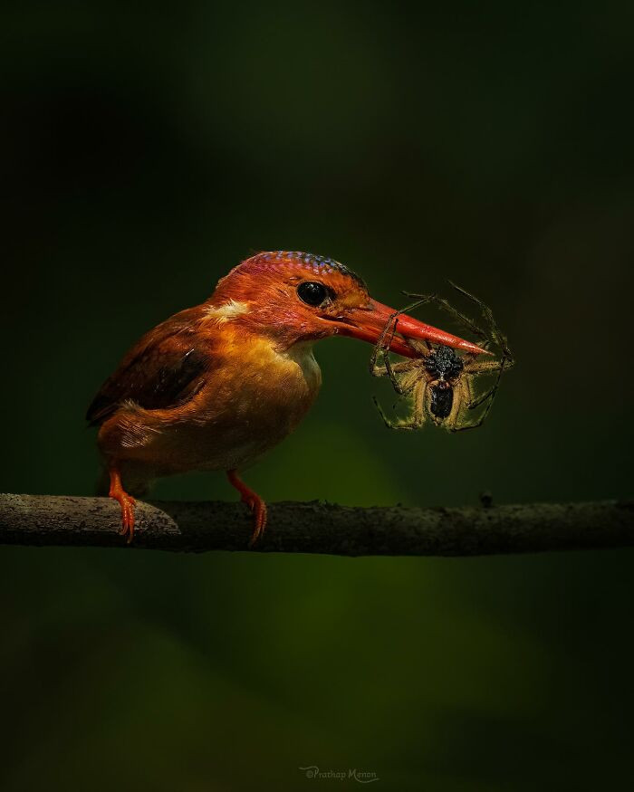 Sulawesi Dwarf Kingfisher
