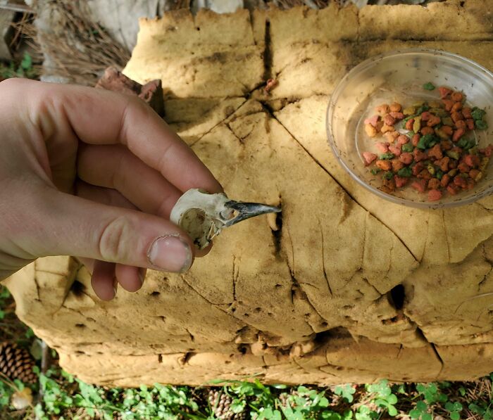 14. A Month Ago, I Became Friends With A Crow. Today, He Brought Me The Skull Of Another Crow