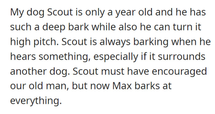 One-year-old Scout has deep and high-pitched barks. He is quite sensitive, barking whenever he hears something, to which old man Max eventually follows.