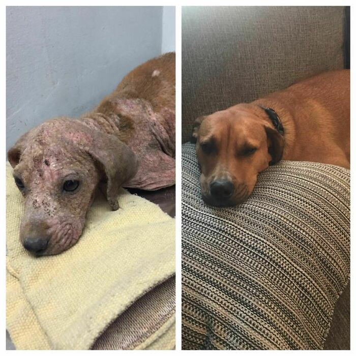 "Barkley, Rescued From The Streets Of Puerto Rico And Loved Back To Health"