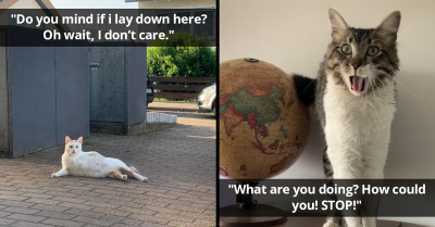 21 Phenomenal Cat Posts From The Internet You'll Love With Your Whole Heart
