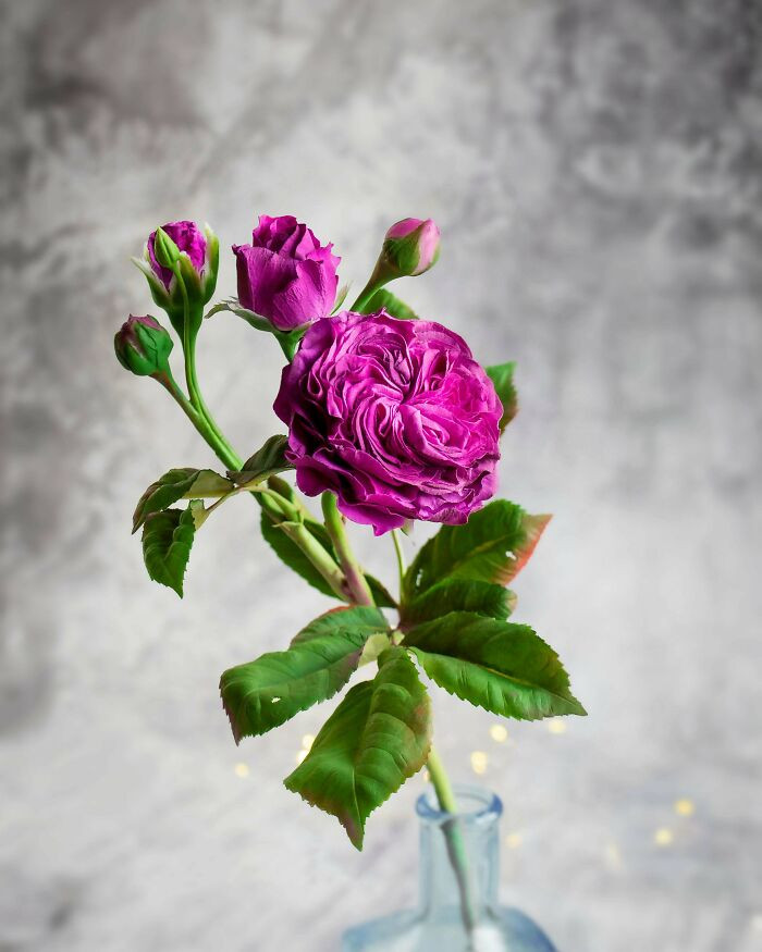"Presenting The Legendary Charles De Mills Rose, Handcrafted By Me In Full Scale With Meticulous Detail. What Do You Think Of This Project?"