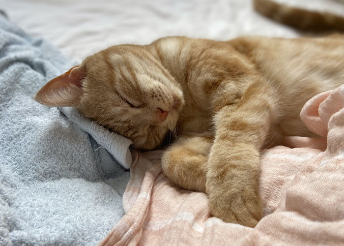 16. “It was already heading down that way, but what got me was one day when he invited his friend to my house (without telling me, while I was at work), and when I came home, they started talking about my cat who they thought should put down because she was 'feral' and given the chance they would do so.”