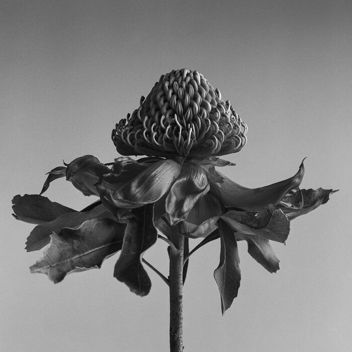 Waratah By Kyle Hoffmann, Australia