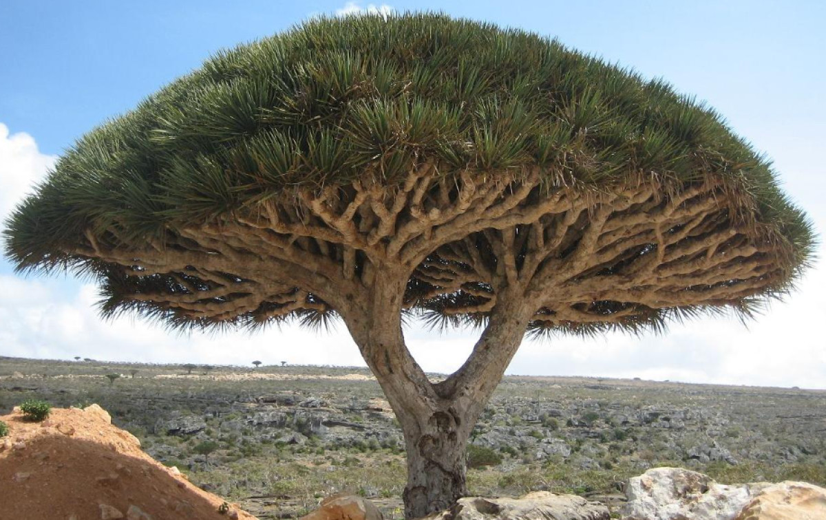 The Dragon's Blood Tree: The Strangest Tree on Earth Grows on One Island in Yemen