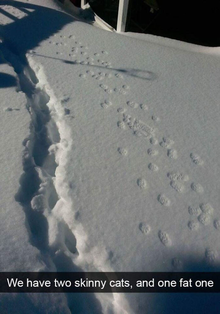 "Skinny Cat vs. Fat Cat (Snow Edition)"