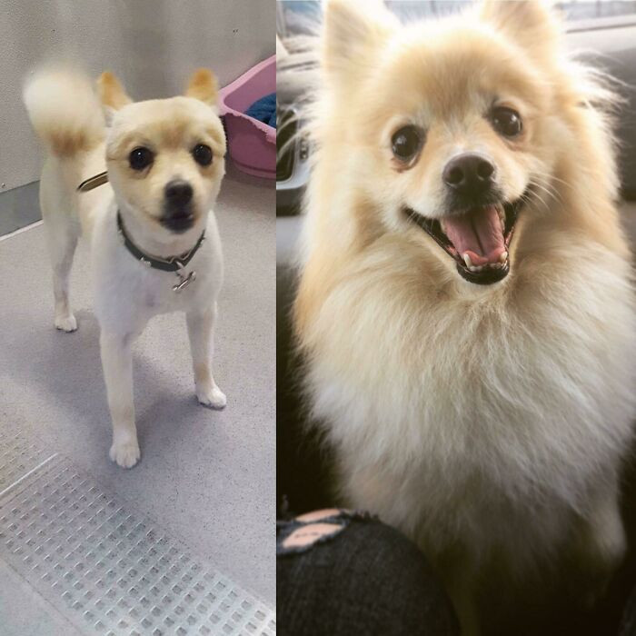 "A Year Ago I Adopted This Shaved Boi, Now He's A Happy Fluffer Boi"