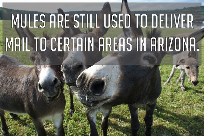 5. I guess there are places mules can go that cars can't