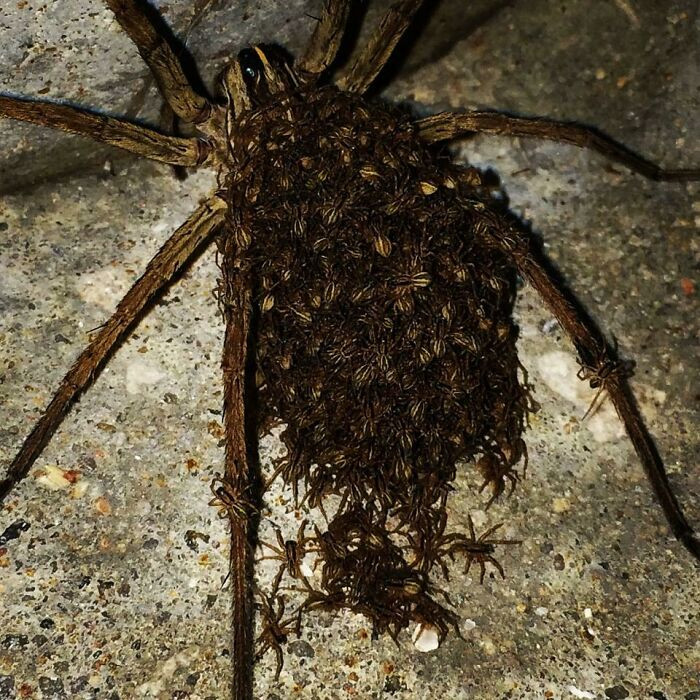 My Friend Saw This On Her Front Porch