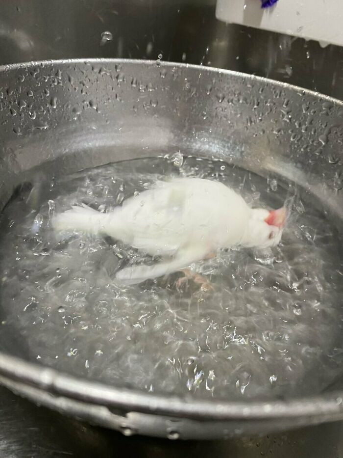 "My Pet Bird Taking A Bath Looks Like It's Being Boiled Alive"