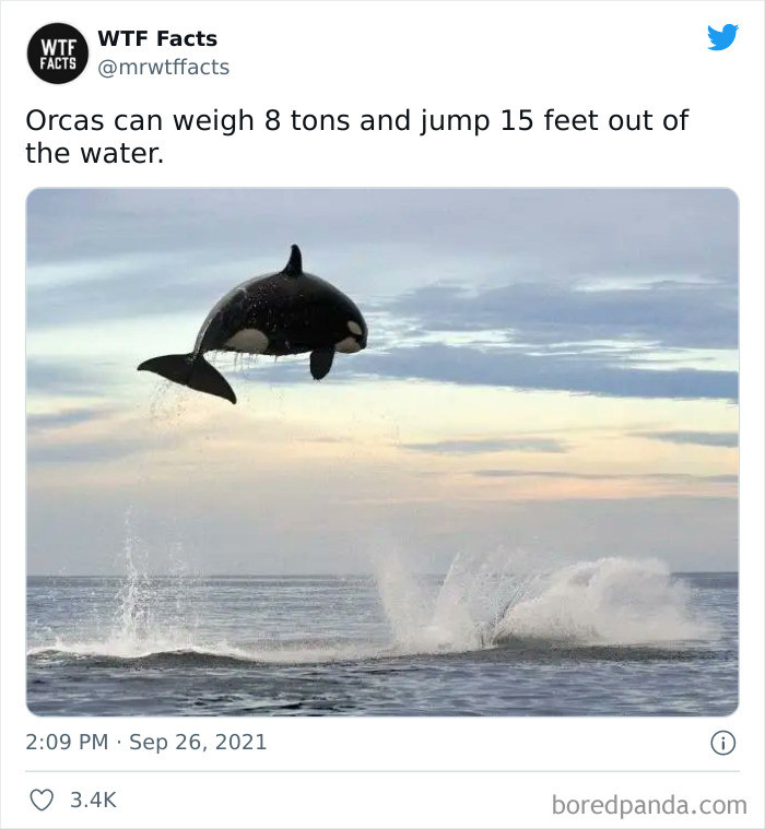28. The orcas have some skills