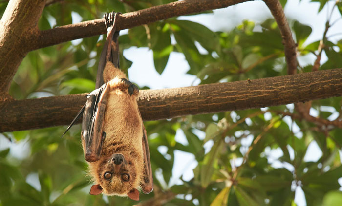 18. Bats are such weird and mysterious creatures.