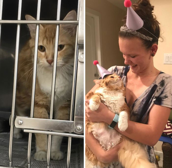 "When I First Saw Her Sela Was A Sick, Underweight, Flea Infested Stray The Local Pound Picked Up. Today We Celebrated Her 1 Year Adoption Day, Matching Party Hats And All!"