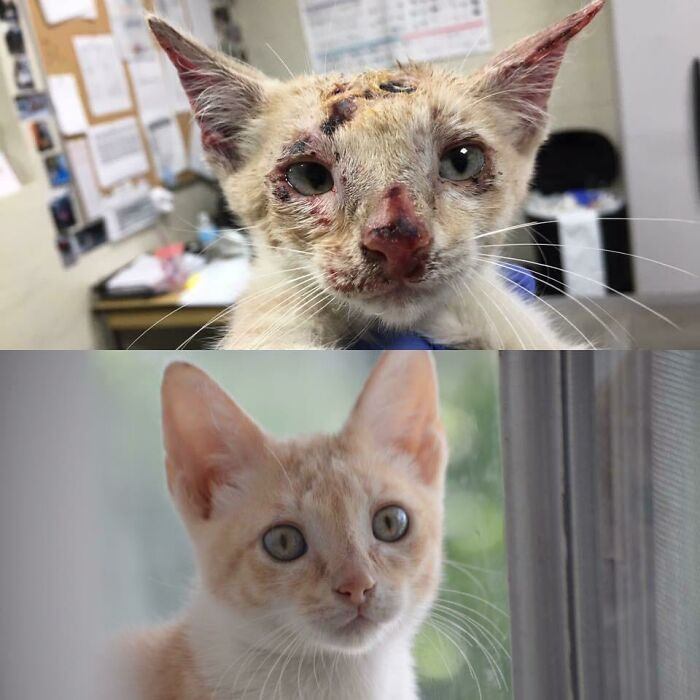 "Before And After Fostering. Roadrunner On The Day I Got Him From The Shelter, And On The Day He Went To His New Home"