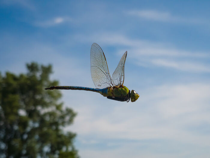 “Blue Darter”