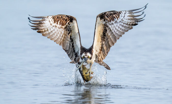 Special Award: Mark Smith