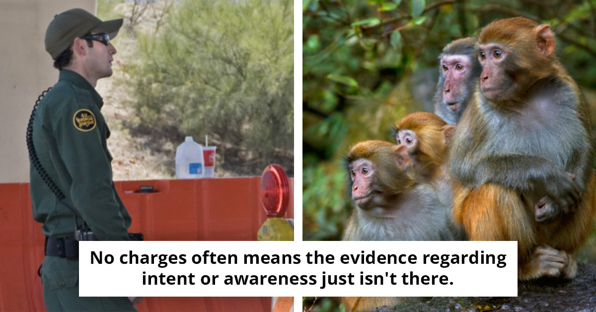 Border Control intercepts passenger attempting to smuggle disturbing 'non-human primate meat' into the US under the guise of it being 'acceptable'