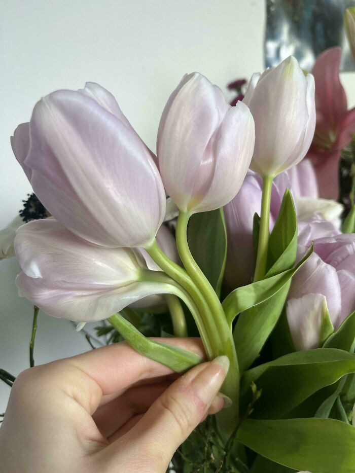 "Three Headed Tulip"