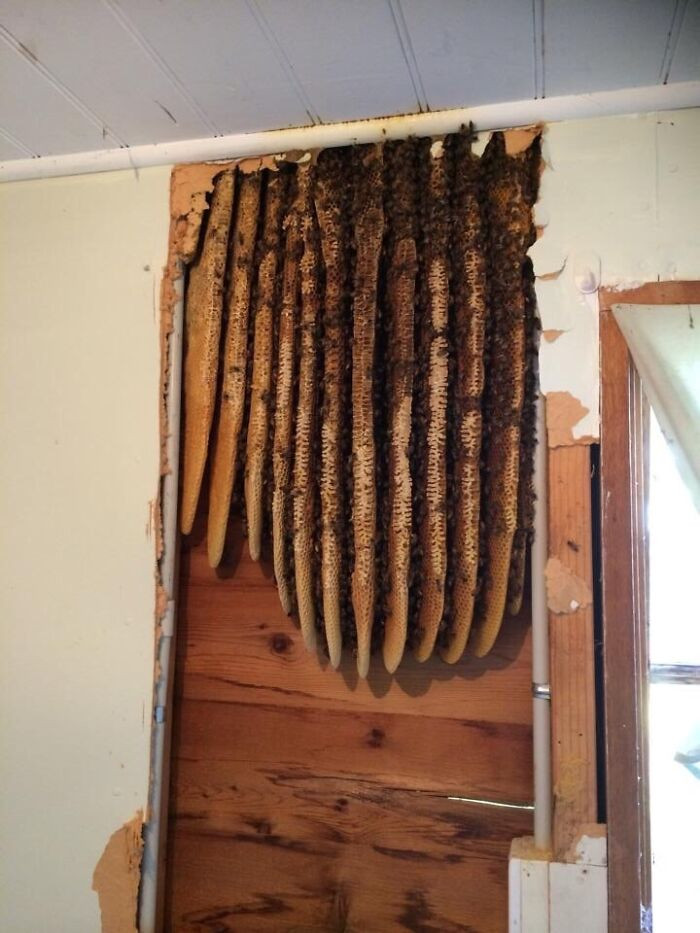 34. Bees made a gigantic beehive in this old house